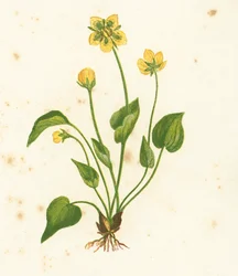 Common Grass of Parnassus, Parnassia Palustris